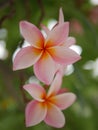 Frangipani flowers blooming. Pink Frangipani, Plumeria, Temple Tree, Graveyard Tree