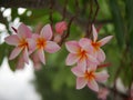 Frangipani flowers blooming. Pink Frangipani, Plumeria, Temple Tree, Graveyard Tree Royalty Free Stock Photo