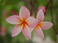 Frangipani flowers blooming. Pink Frangipani, Plumeria, Temple Tree, Graveyard Tree Royalty Free Stock Photo