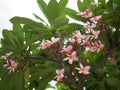 Frangipani flowers blooming. Pink Frangipani, Plumeria, Temple Tree, Graveyard Tree Royalty Free Stock Photo