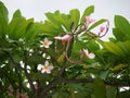 Frangipani flowers blooming. Pink Frangipani, Plumeria, Temple Tree, Graveyard Tree Royalty Free Stock Photo