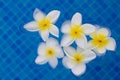 Frangipani flowers in blue pool water Royalty Free Stock Photo