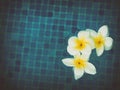 Frangipani flowers in blue water Royalty Free Stock Photo