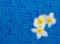 Frangipani flowers in blue water Royalty Free Stock Photo