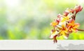 Frangipani flowers. Bokeh light nature background.