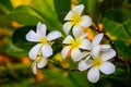 Frangipani Flowers