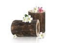 frangipani flowers falling on Wood log Royalty Free Stock Photo