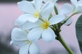 Frangipani Flowers