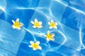 Frangipani flowers floating in blue water Royalty Free Stock Photo