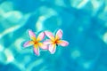 Frangipani flowers floating in blue water Royalty Free Stock Photo