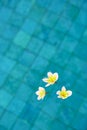 Frangipani flowers floating in blue water Royalty Free Stock Photo