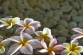 Frangipani flowers floating on water, spa, relaxation, wellness backgrounds Royalty Free Stock Photo