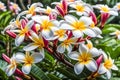 Beautiful white frangipani flowers in summer garden.Blooming Plumeria tree in sunny day