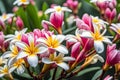 Beautiful white frangipani flowers in summer garden.Blooming Plumeria tree in sunny day