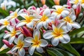 Beautiful white frangipani flowers in summer garden.Blooming Plumeria tree in sunny day