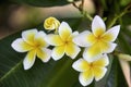 frangipani flowers in the garden Royalty Free Stock Photo