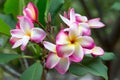 Frangipani flowers