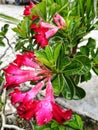 Frangipani flowers get rained on, Kudus Indonesia