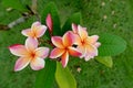 Frangipani flowers