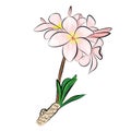 Frangipani flowers - Hand drawn