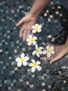 Frangipani flowers in hands in the swimming pool Royalty Free Stock Photo