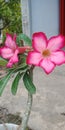 Frangipani flowers have red petals when they bloom