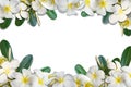 Frangipani flowers and leaf frame isolate on white background Royalty Free Stock Photo