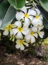 Frangipani flowers with leaves