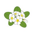 Frangipani flowers with leaves on white background.