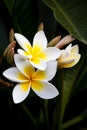 Frangipani Flowers Royalty Free Stock Photo