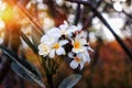 frangipani flowers in the morning sun, the location of the Larantuka Prayer Garden, East Flores