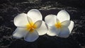 Frangipani flowers over black lava stone Royalty Free Stock Photo