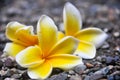 Frangipani flowers on pebbles