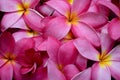 Frangipani flowers (pink Plumeria flower)