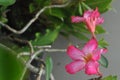 frangipani flowers are pink and there are raindrops