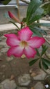 frangipani flowers pink white looks beautiful