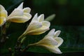 Frangipani flowers with rain droplets after a storm Royalty Free Stock Photo