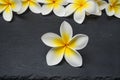 Frangipani Flowers on stone background Royalty Free Stock Photo