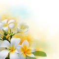 Frangipani flowers on sunshine morning background