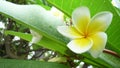 Frangipani flowers Royalty Free Stock Photo