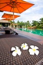 Frangipani flowers in the swimming pool Royalty Free Stock Photo