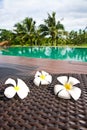 Frangipani flowers in the swimming pool Royalty Free Stock Photo