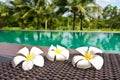 Frangipani flowers in the swimming pool Royalty Free Stock Photo