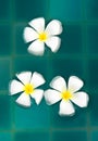 Frangipani flowers in the swimming pool Royalty Free Stock Photo