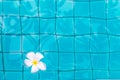 Frangipani flowers in the swimming pool detail Royalty Free Stock Photo