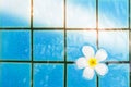 Frangipani flowers in the swimming pool detail Royalty Free Stock Photo