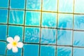 Frangipani flowers in the swimming pool detail Royalty Free Stock Photo