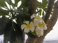 Frangipani flowers, Temple Tree,Graveyard Tree Royalty Free Stock Photo