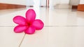 frangipani flowers on the tiled floor