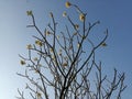 Frangipani flowers on tree with blue Sky background.